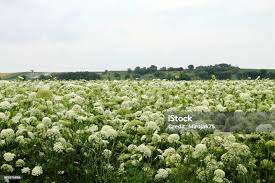 Image result for Angelica silvestris