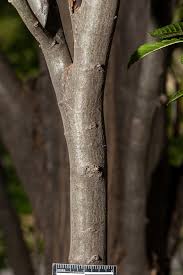Attēlu rezultāti vaicājumam “Carpinus betulus”