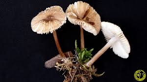 Attēlu rezultāti vaicājumam “Mycena zephirus”