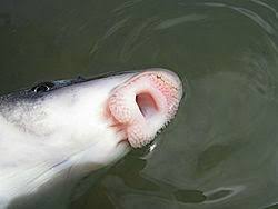 Image result for Cycleptus elongatus