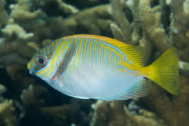 Image result for Siganus rivulatus