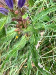 Attēlu rezultāti vaicājumam “Campanula cervicaria bud”