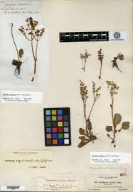 Attēlu rezultāti vaicājumam “Saxifraga cymbalaria fruit”