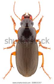 Attēlu rezultāti vaicājumam “Pseudoophonus rufipes”