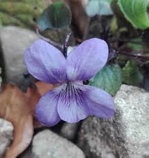 Attēlu rezultāti vaicājumam “Viola reichenbachiana flower”