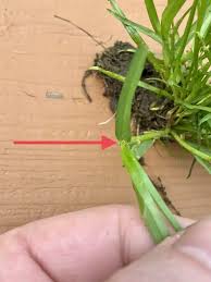 Attēlu rezultāti vaicājumam “Poa trivialis leaf”