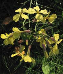Attēlu rezultāti vaicājumam “Raphanus raphanistrum flower”