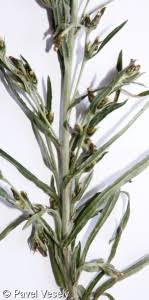 Attēlu rezultāti vaicājumam “Gnaphalium sylvaticum bud”