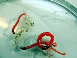 Attēlu rezultāti vaicājumam “Chironomidae imago”