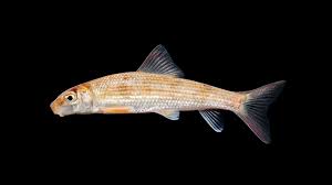Image result for Moxostoma macrolepidotum