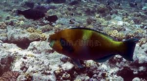 Image result for Scarus ferrugineus