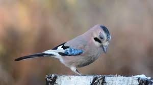 Attēlu rezultāti vaicājumam “Garrulus glandarius adult”