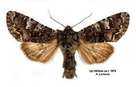 Attēlu rezultāti vaicājumam “Papestra biren”