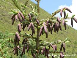 Attēlu rezultāti vaicājumam “Picea abies fo. virgata leaf”