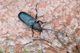 Attēlu rezultāti vaicājumam “Callidium violaceum”