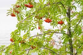 Attēlu rezultāti vaicājumam “Sorbus aucuparia leaf”