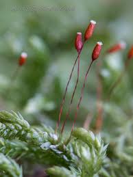 Attēlu rezultāti vaicājumam “Isothecium alopecuroides”