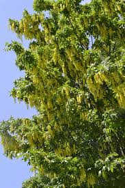 Attēlu rezultāti vaicājumam “Laburnum alpinum”