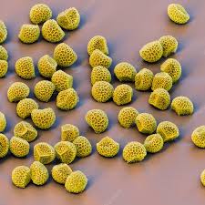 Attēlu rezultāti vaicājumam “Lignydium muscorum spores”