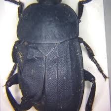 Attēlu rezultāti vaicājumam “Silpha obscura”