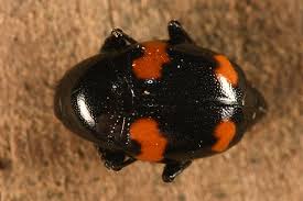 Attēlu rezultāti vaicājumam “Scaphidium quadrimaculatum”