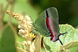 Attēlu rezultāti vaicājumam “Theclinae”