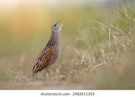 Attēlu rezultāti vaicājumam “Crex crex adult”