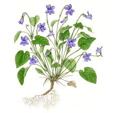 Attēlu rezultāti vaicājumam “Viola riviniana leaf”