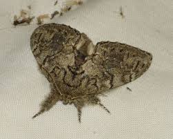 Attēlu rezultāti vaicājumam “Anacampsis blatariella”