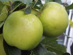 Attēlu rezultāti vaicājumam “Malus domestica”