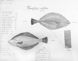 Image result for Parophrys vetulus