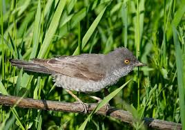 Attēlu rezultāti vaicājumam “Sylvia nisoria”