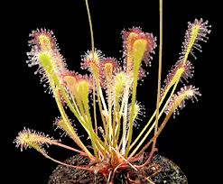 Image result for Drosera