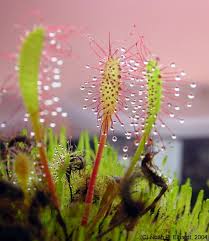 Attēlu rezultāti vaicājumam “Drosera anglica leaf”