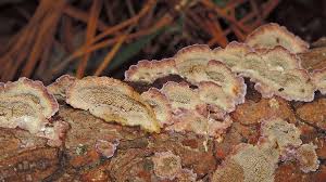 Attēlu rezultāti vaicājumam “Trichaptum abietinum”