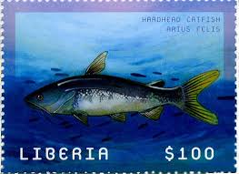 Image result for Ariopsis felis