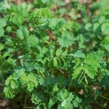 Attēlu rezultāti vaicājumam “Poterium sanguisorba”