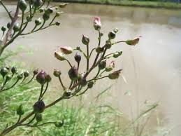 Attēlu rezultāti vaicājumam “Scrophularia nodosa”