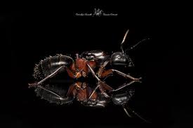 Attēlu rezultāti vaicājumam “Camponotus herculeanus”