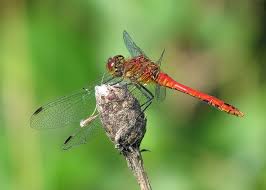 Attēlu rezultāti vaicājumam “Sympetrum sanguineum male”