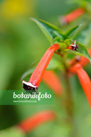 Image result for Cuphea ignea