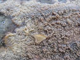 Attēlu rezultāti vaicājumam “Junghuhnia pseudozilingiana”