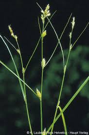 Attēlu rezultāti vaicājumam “Carex remota leaf”
