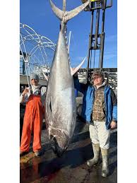 Image result for giant tuna