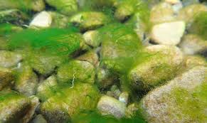 Attēlu rezultāti vaicājumam “Chaetophora pisiformis”