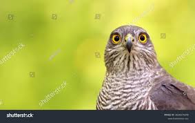 Attēlu rezultāti vaicājumam “Accipiter nisus female”