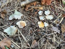 Attēlu rezultāti vaicājumam “Stereum fasciatum”