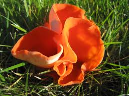 Attēlu rezultāti vaicājumam “Aleuria aurantia”