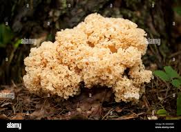 Attēlu rezultāti vaicājumam “Sparassis crispa”