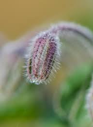 Attēlu rezultāti vaicājumam “Borago officinalis bud”